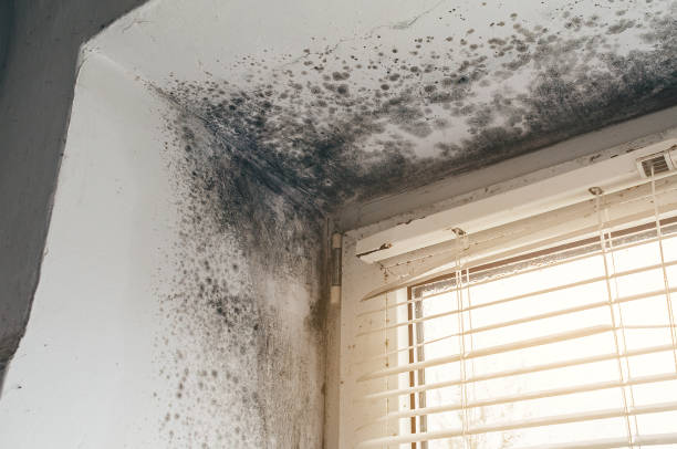 Affordable Mold Removal solutions in Zieglerville, PA